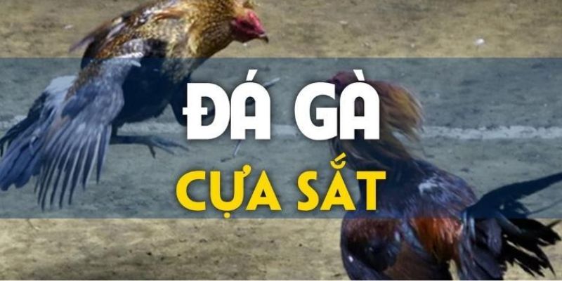 Sơ lược về đá gà cựa sắt