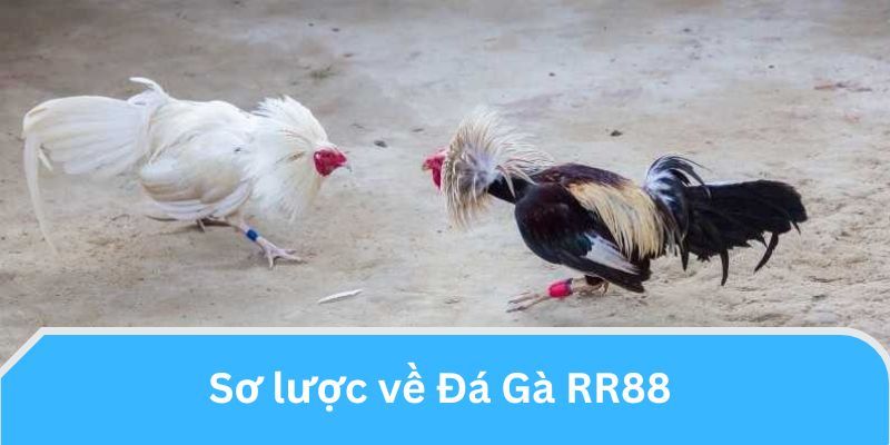 Khái quát về bộ môn đá gà tại RR88 cho thành viên